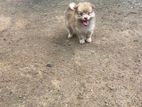 Pommeriyan Puppies
