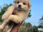 Pomeranian Puppies