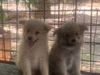 pomeranian puppies