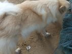 Pomeranian Dog