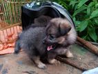 Pomeranian Sale