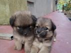 Pomerian Puppy