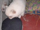 Pomeranian Puppies