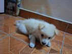 Pommnerian Puppy