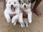 Pomanariyan Puppies
