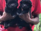 Pomeranian Puppies