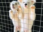 Pomeranian Puppies