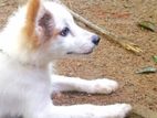 පොමනෙරියන් Female පැටියෙක්