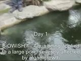 Pond Cleaning Powder (පොකුණු / ජලාශ වල ජලය පිරිසිදු කිරීම සඳහා)