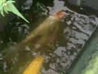 Pond Fish