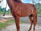 Pony පොනි