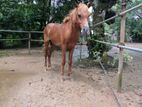 Pony පොනි