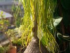 Ponytail Palm Plant