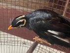 Poo Myna