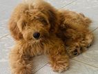 Poodle Puppies