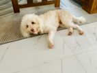Poodle Dog for Crossing
