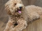 Golden Poodle Dog