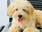 Poodle Dog