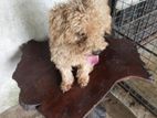 Poodle Dog Male