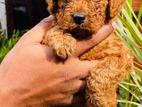 Poodle Female Puppy