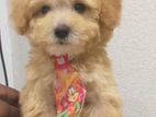 Poodle Female