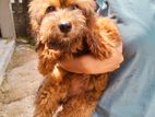 Poodle Female Puppy