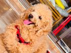 Poodle for Crossing