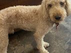 Poodle