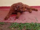 Poodle Male For Crossing