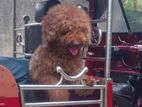 Poodle Male For Crossing