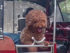 Poodle Male Puppy