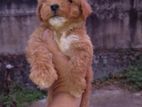 Poodle Puppy
