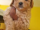 Poodle Puppies Available