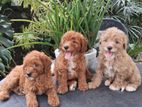 Poodle Puppies