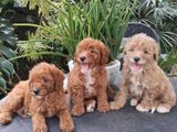 Poodle Puppies
