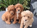 Poodle Puppies