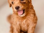 Poodle Puppies