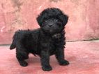 Poodle Puppy