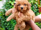 Poodle Puppy