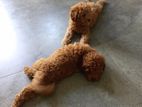 Poodle Puppy