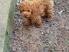 Poodle Puppy