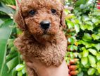 Poodle Puppy
