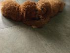 Poodle Puppy