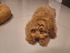 Poodle Puppy
