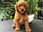 Toy Poodle Puppy