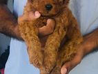 Poodle Puppy