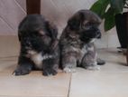 Shih Tzu Puppies