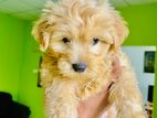 Poodle Terrier Mix Puppy
