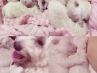 Poodle terrier puppies