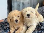 Poodle Terrier Puppies